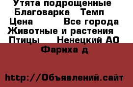 Утята подрощенные “Благоварка“,“Темп“ › Цена ­ 100 - Все города Животные и растения » Птицы   . Ненецкий АО,Фариха д.